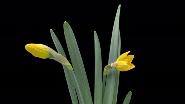 Time Lapse of Blooming Yellow Narcissus