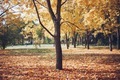 Autumn  - PhotoDune Item for Sale