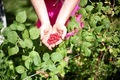 Fresh raspberries  - PhotoDune Item for Sale