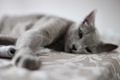 Cute cat  - PhotoDune Item for Sale