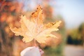 Autumn season  - PhotoDune Item for Sale