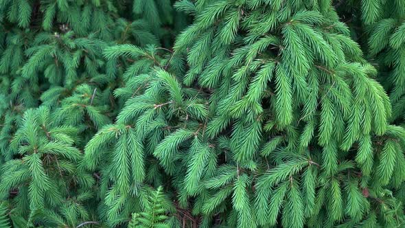 Tilt Up Shot of Picea Glauca in a Natural Setting