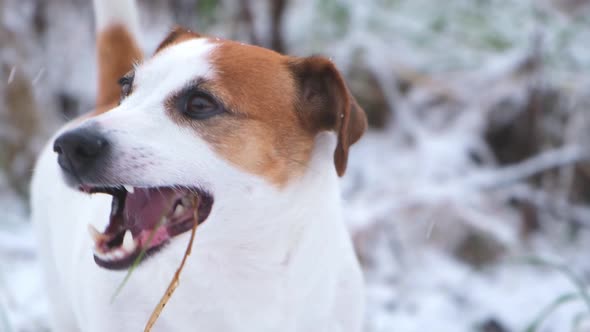 A dog with pleasure eating dry grass from under the snow, close-up.