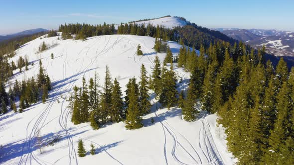 Empty Snowcovered Forests on Snowwhite Slopes of Mountains and Hills in the Carpathian Valley
