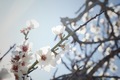 Almond blossom in spring  - PhotoDune Item for Sale