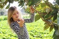 Girl picking fruit from a tree in spring  - PhotoDune Item for Sale