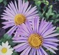 Purple flowers  - PhotoDune Item for Sale