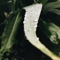 Rain drop  - PhotoDune Item for Sale