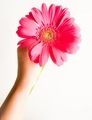 Holding flower - PhotoDune Item for Sale