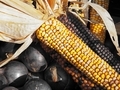 Fall decorative colored corn at farmer's market - PhotoDune Item for Sale