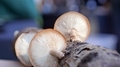 Shiitake mushrooms growing on a log - PhotoDune Item for Sale