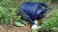 Blue watering can with cucumbers. - PhotoDune Item for Sale