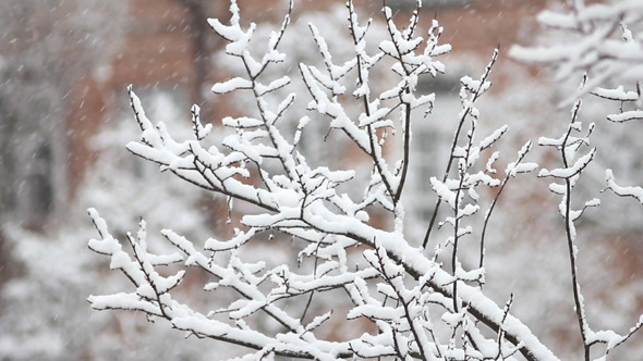 Trees in Snow 24