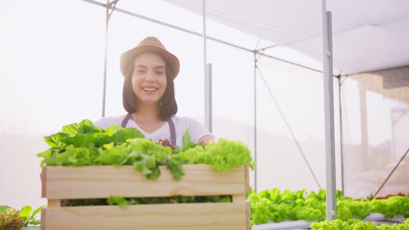 Asian woman farmer carrying box of vegetables green salad and walk in hydroponic greenhouse farm.