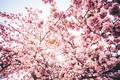 Spring flower - PhotoDune Item for Sale