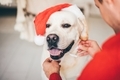 Christmas dog. - PhotoDune Item for Sale