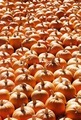 A field of pumpkins for Halloween or as a bright background  - PhotoDune Item for Sale