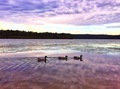 Ducks at sunrise - PhotoDune Item for Sale