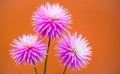 Flowers on show against an orange monochrome background - PhotoDune Item for Sale
