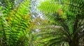 Green ferns in the bush - PhotoDune Item for Sale