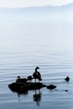 Ducks sitting on a rock at the edge of a misty blue lake  - PhotoDune Item for Sale