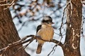 Kookaburra watching and waiting.....  - PhotoDune Item for Sale