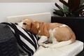 Cute beagle lying on a chair and cushions - PhotoDune Item for Sale