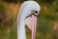 Pelican portrait  - PhotoDune Item for Sale
