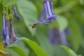 A bee flying under a purple flower - PhotoDune Item for Sale