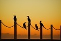 Five birds sitting on a chain during golden hour - PhotoDune Item for Sale