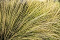 Long grass and texture in a garden - PhotoDune Item for Sale
