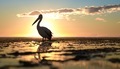 ✨ nominated ✨
A pelican silhouetted against the sun at golden hour  - PhotoDune Item for Sale