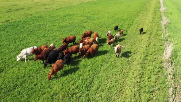 Cattle grazing in a meadow in the countryside