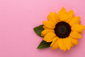 Sunflowers on pastel background with copy space. Floral close-up.  - PhotoDune Item for Sale