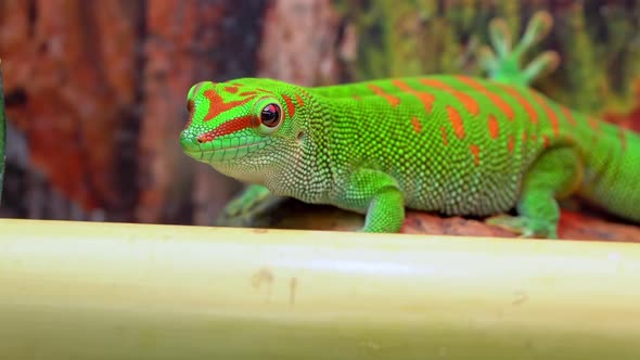 Crimson giant day gecko licking and looking around