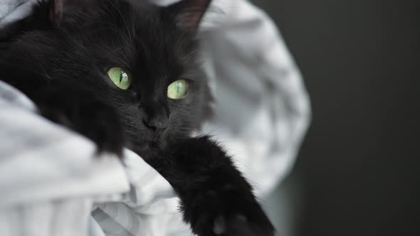 Black Fluffy Cat with Green Eyes Lies Wrapped in a Blanket with Its Paws Out