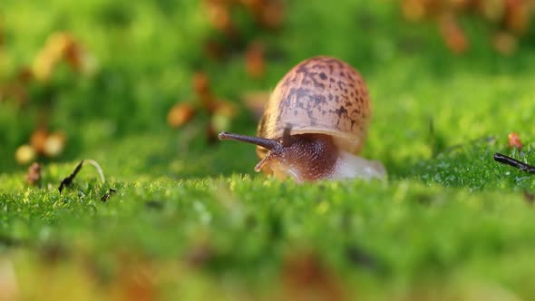 Close-up of a Snail Slowly Creeping in the Sunset Sunlight