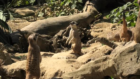 Meerkat or Suricate on Sand Background