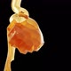 Fresh liquid honey on honeycomb. - VideoHive Item for Sale