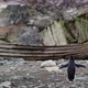 MS Chinstrap Penguin (Pygoscelis antarcticus) on rocks in front of abandoned wooden boat at Half Moo - VideoHive Item for Sale