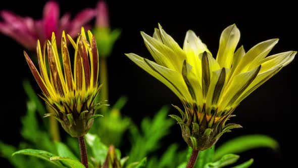 Gazania Flower Blossoming 7