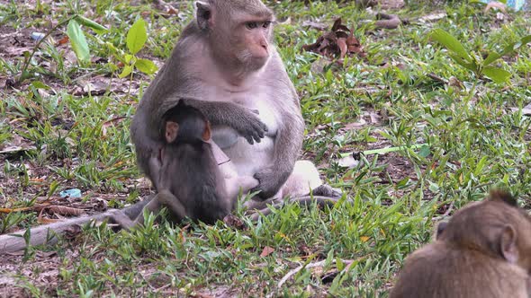 Macaque Monkey Holding Baby's Leg