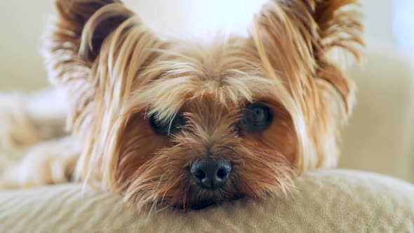 Close-up of a Neat Yorkie with Silky and Straight Golden Coat.