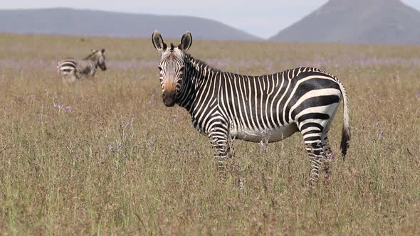 Grazing Cape Mountain Zebra