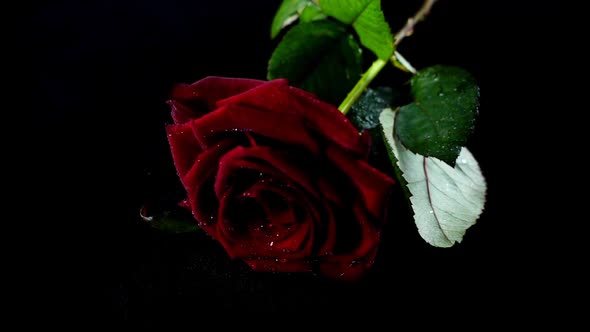 Falling Rose on a Black Background 5