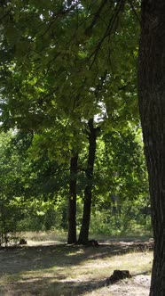 Vertical Video of Beautiful Green Forest By Day