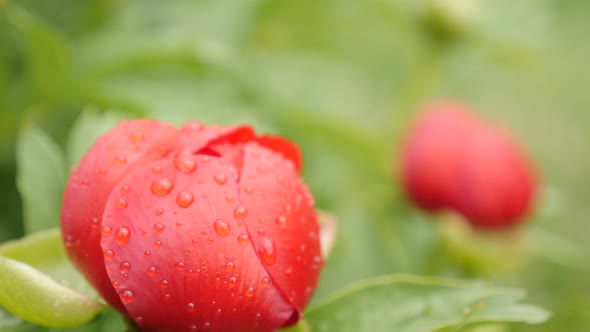 Opening of Paeonia peregrina  flower shallow DOF  4K 2160p 30fps UltraHD footage - Paeoniaceae plant