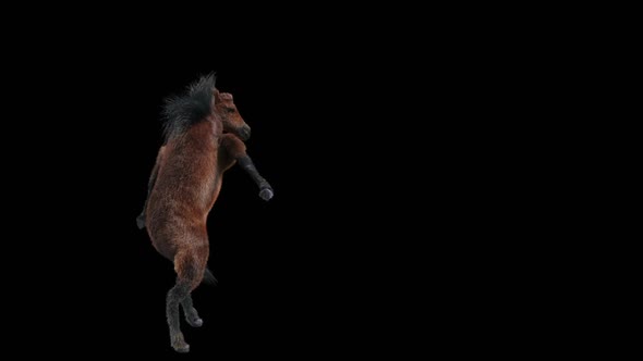 65 Horse Dancing HD alt