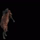 65 Horse Dancing HD - VideoHive Item for Sale