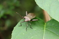 Squash bug - PhotoDune Item for Sale